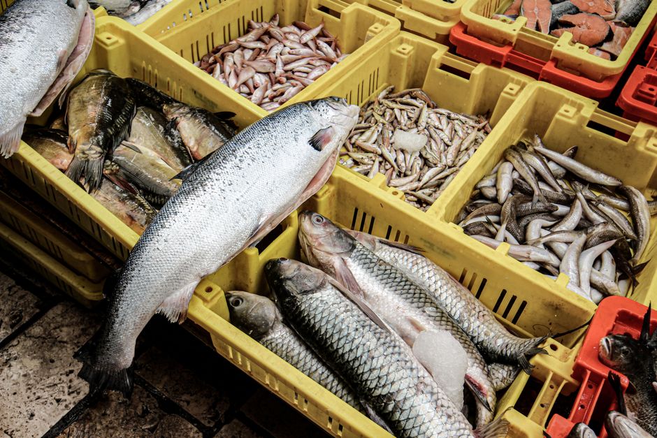 水産物の産地直送（挿絵写真）