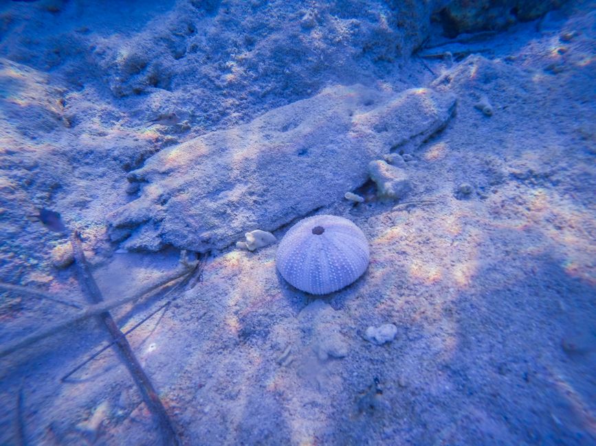ウニと磯焼けの海（挿絵写真）