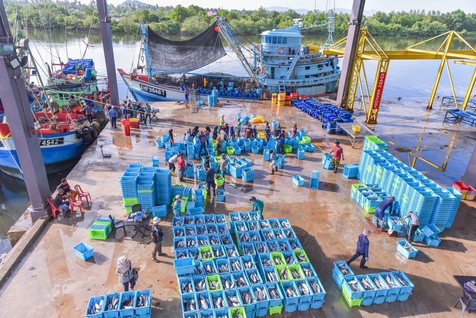 水産物のサプライチェーン(挿絵写真)