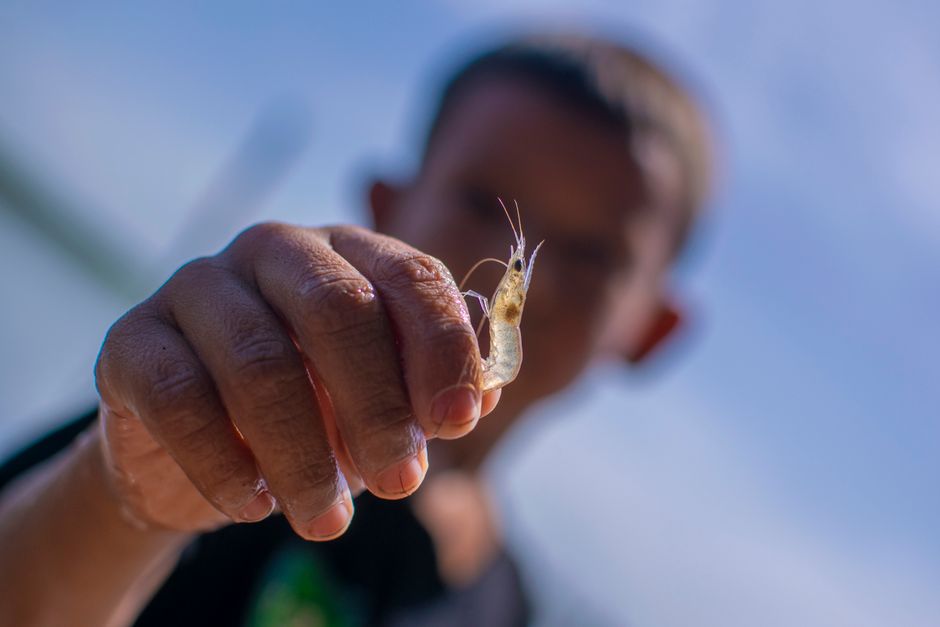 エビ養殖のタンク(挿絵写真)